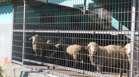 Hayırseverlerin bağışladığı hayvanlar kesilerek Kızılay'a teslim edildi