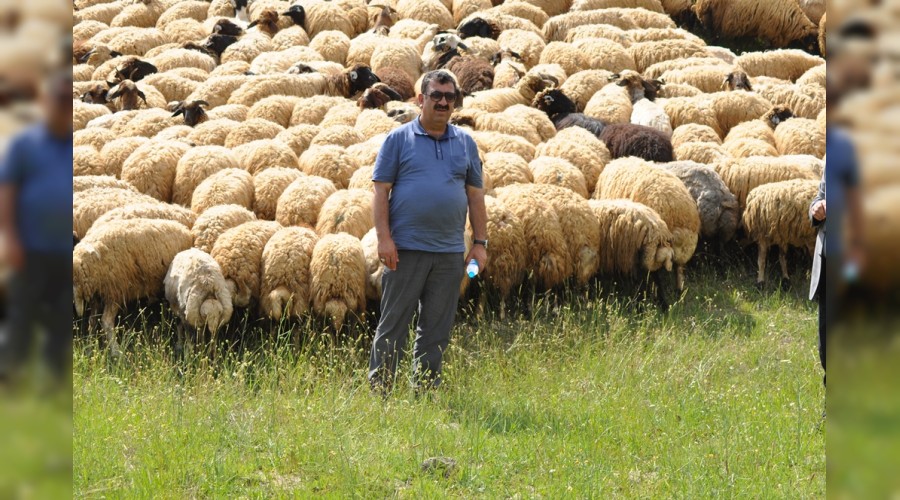 Hayvancılıkta sorunlar çözüm bekliyor