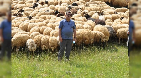 Hayvancılıkta sorunlar çözüm bekliyor