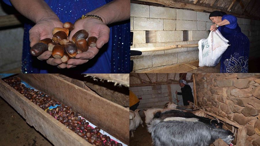 Hayvanlarına ziyafet için 100 ton meşe palamudu topladı