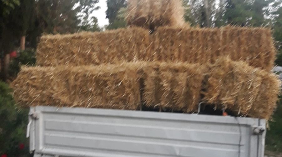 Hrszlar imdide iftinin samanna gz dikti