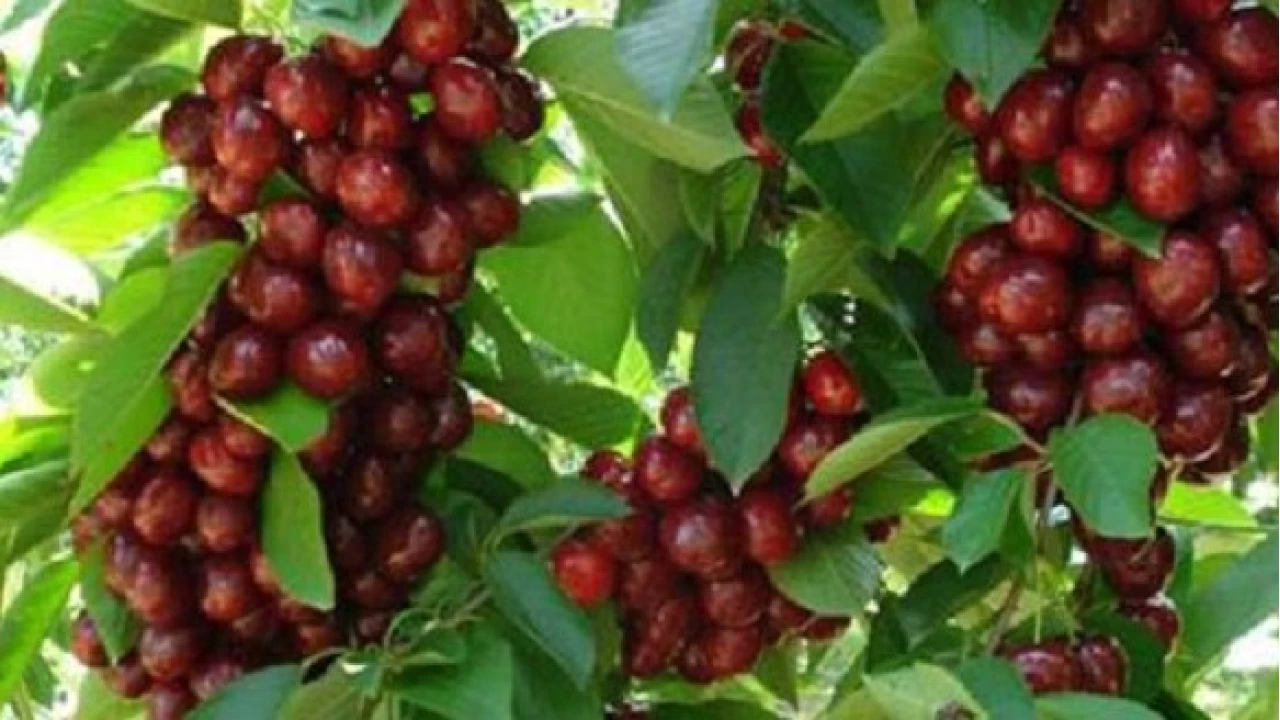 Honaz: Trkiye'nin kiraz bakenti ve tarmsal mcadeleleri