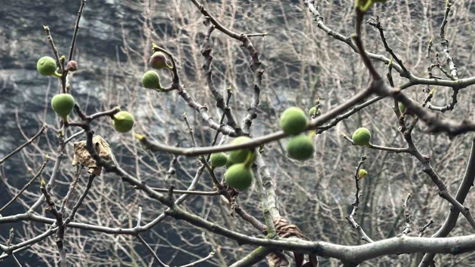 �ncir a�ac� Aral�k ay�nda yeniden meyve verdi