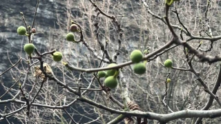 �ncir a�ac� Aral�k ay�nda yeniden meyve verdi