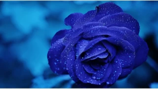 nsanlarn ekserisi glnn yanndadr