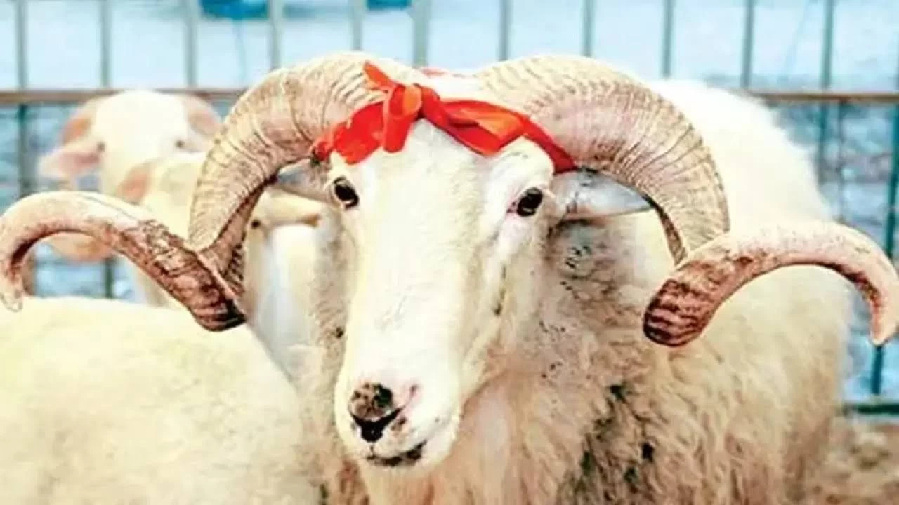 İslam’da kurban kesmenin anlamı ve fazileti