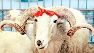 İslam’da kurban kesmenin anlamı ve fazileti