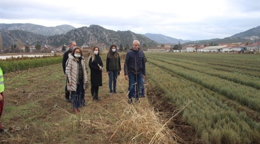 Isparta'da bu y�l 42 t�rde 6 milyon 500 bin adet fidan �retildi