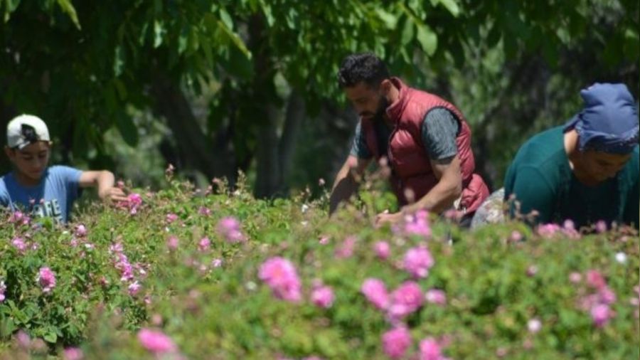 Isparta'da gül çiçeği taban fiyatı 22 lira olarak açıklandı