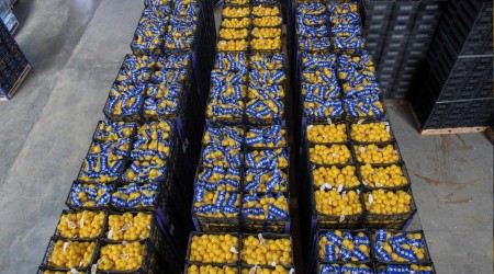 İstanbul'a 20 ton limon daha gönderildi