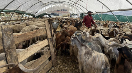 İstanbul'daki kurban pazarlarında hareketlilik sürdü