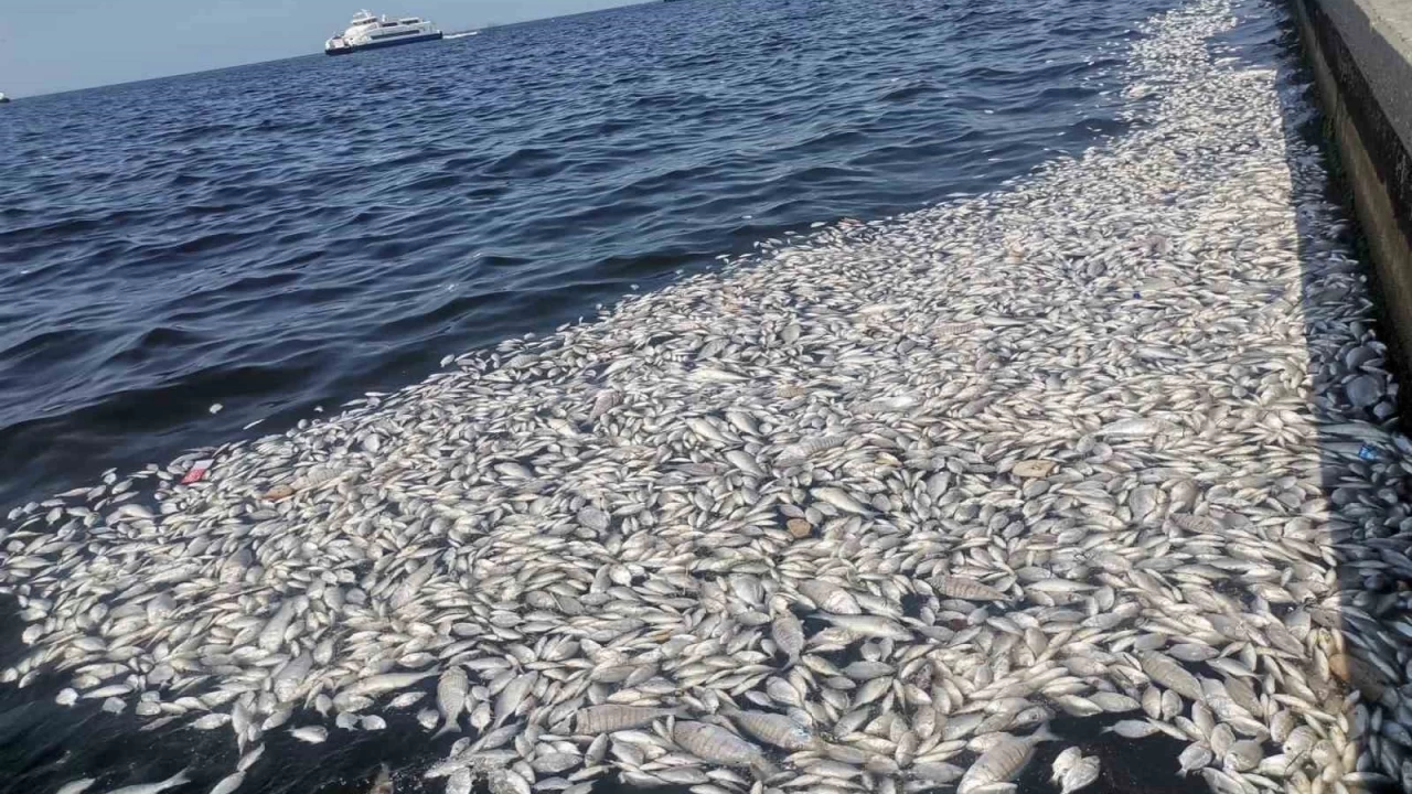 İzmir Körfezi'nde felaketin boyutu artıyor: Her yer ölü balık