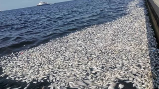 İzmir Körfezi'nde felaketin boyutu artıyor: Her yer ölü balık