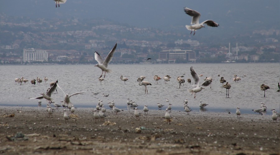 İzmit Körfezi’nde görsel şölen