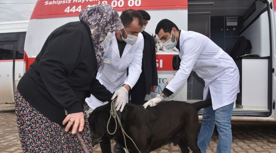 �zmit'in k�ylerinde sokak hayvanlar� a��lan�yor