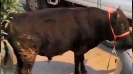 Kaçan danalar ortalığı birbirine kattı