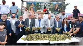 Kahramanmaraş'ta fındık hasadı başladı!
