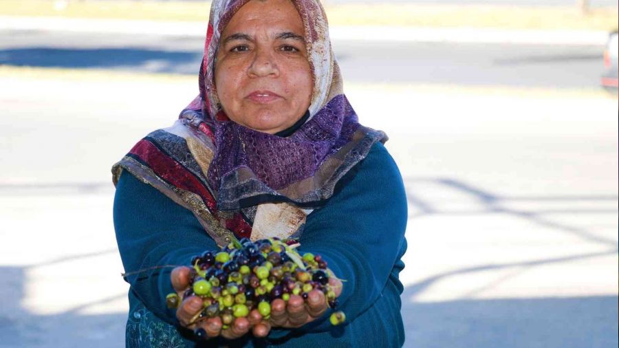 Kahramanmaraş'ta zeytinin yağa dönüşüm yolculuğu