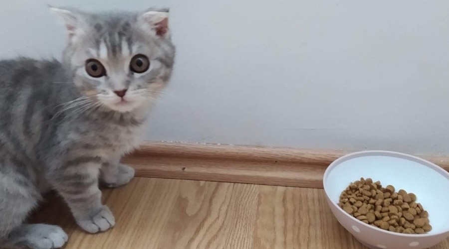 Kalitesiz mamalar kedi ve köpekleri sakat bırakıyor