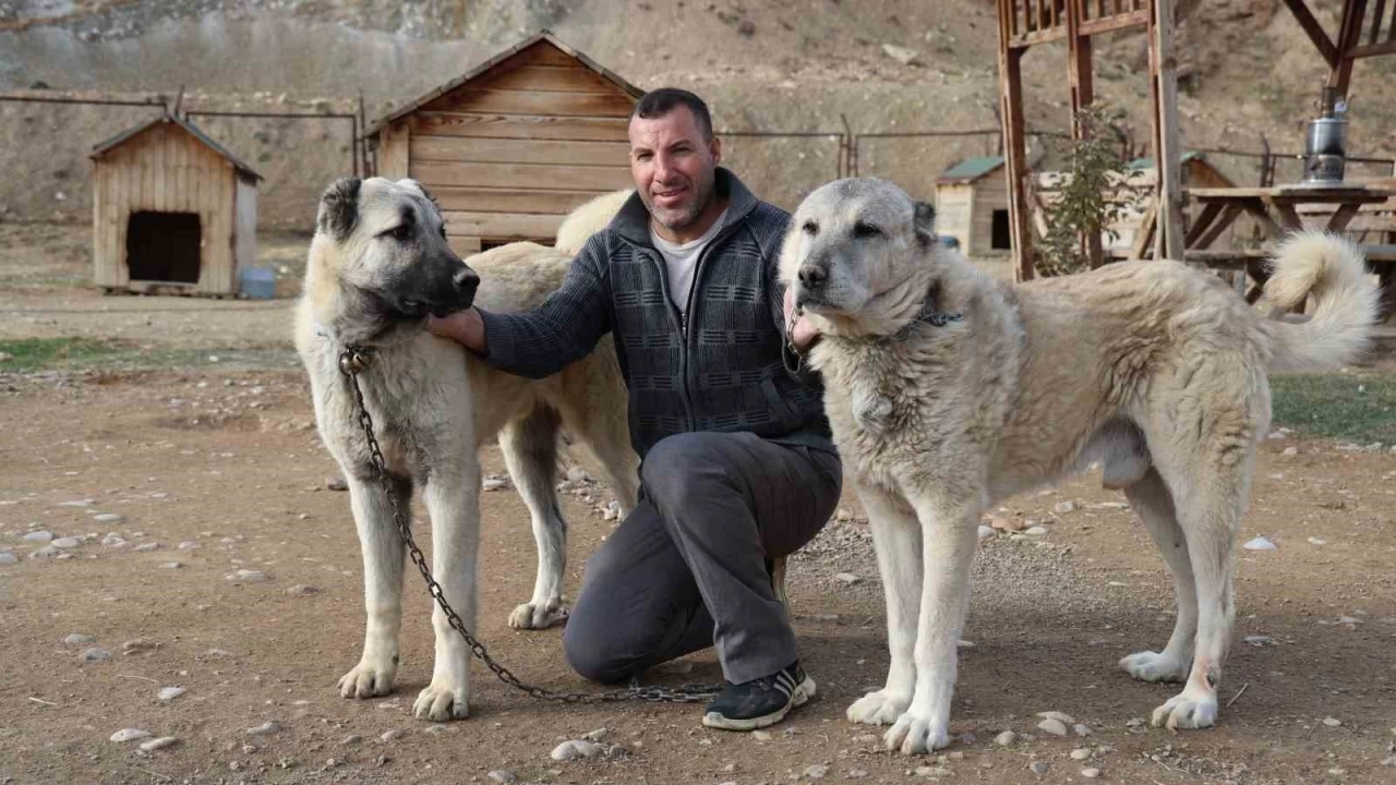 Kangallar k modunu at