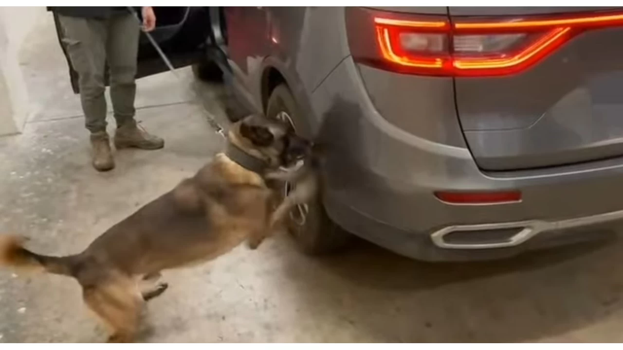 Kapkule'de aracn gizli blmelerinden 23 kilo 820 gram skunk kt