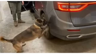 Kapkule'de aracn gizli blmelerinden 23 kilo 820 gram skunk kt