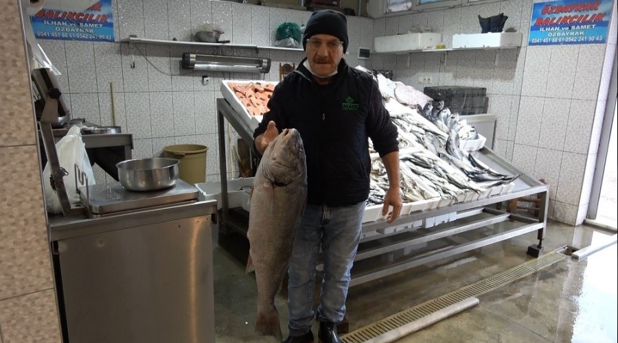 Karadeniz'de K�tek bereketi