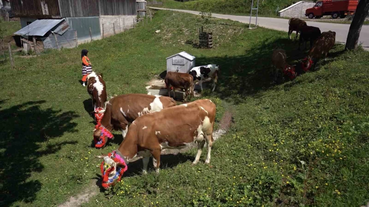 Karadeniz'den renkli yayla göçleri