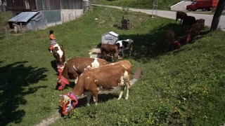 Karadeniz'den renkli yayla gleri