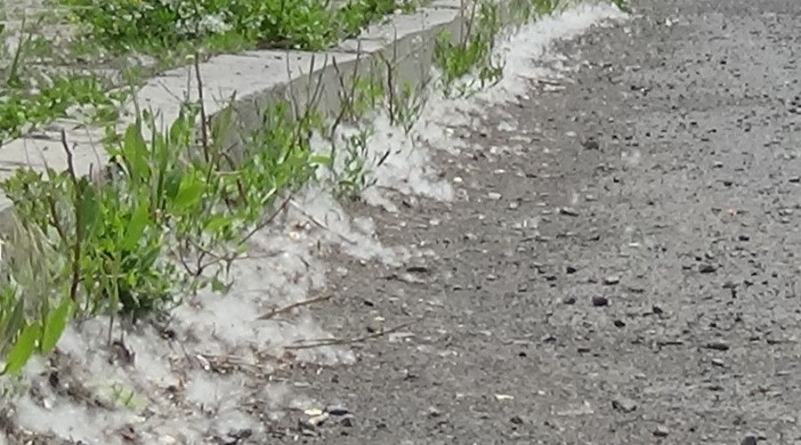 Kars'ta polenli a�a�lar vatanda�lar� can�ndan bezdirdi