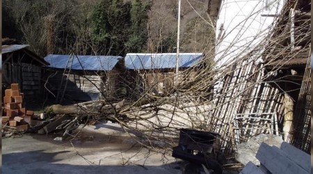 Kastamonu'da fırtına ağaçları devirdi