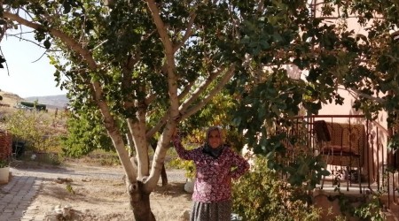 Kayseri'de fıstık ağacı