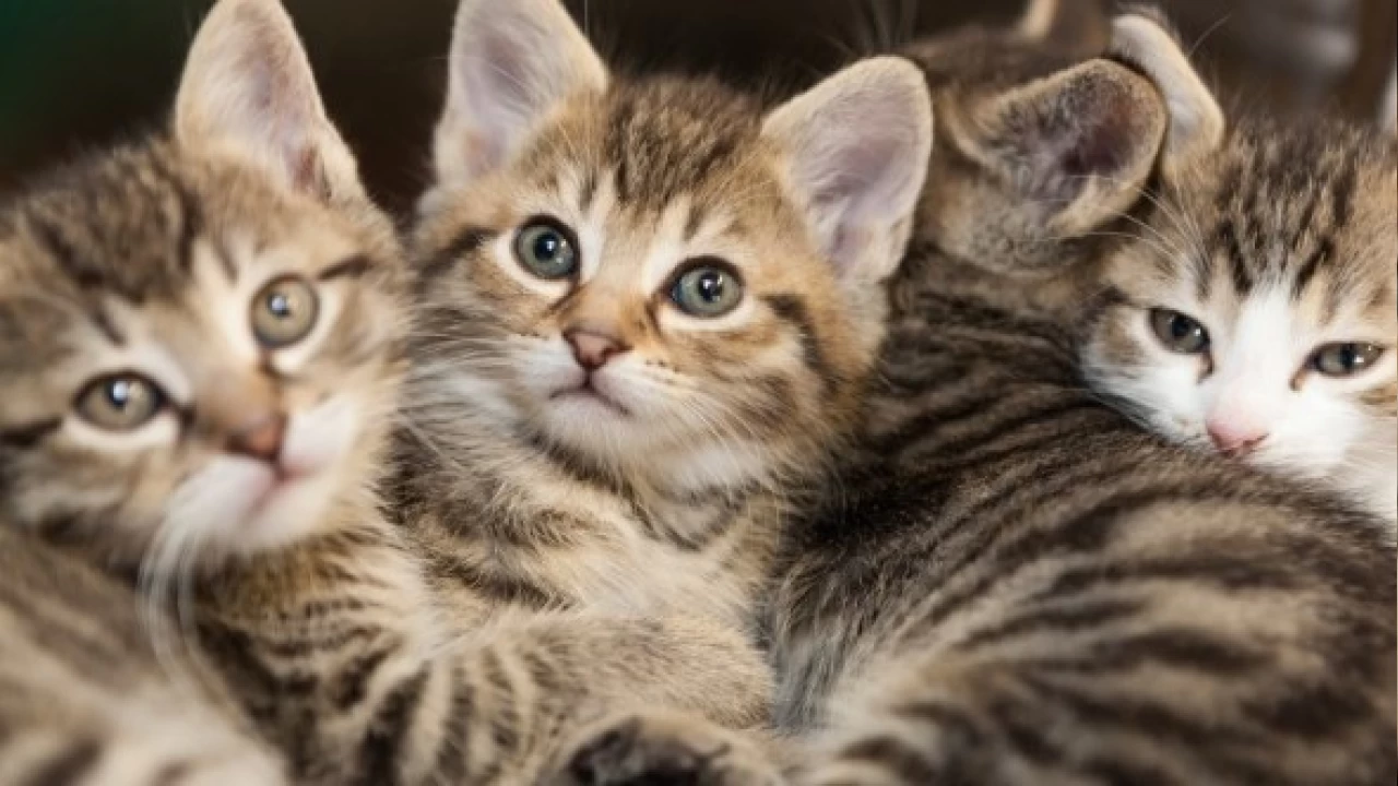 Kedi sahiplenmek isterken dolandırıldı