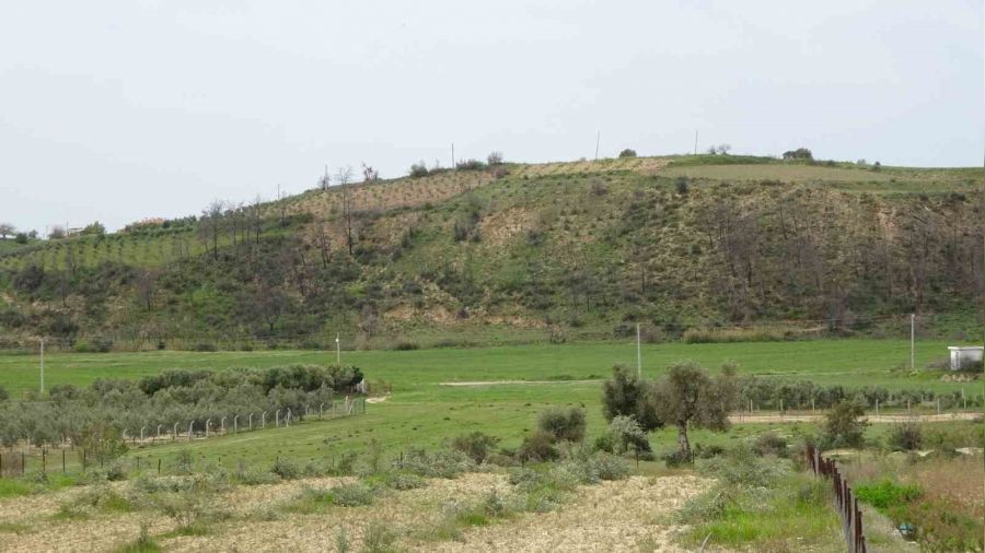 Kimlii belirsiz kiiler  95 adet zeytin aacn katletti