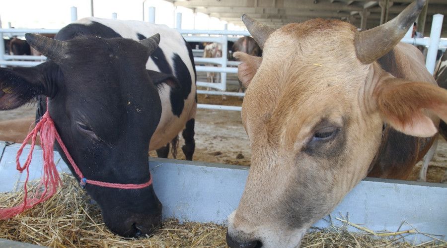 K�r�kkale'de hayvanc�l��a y�zde 50 hibe deste�i