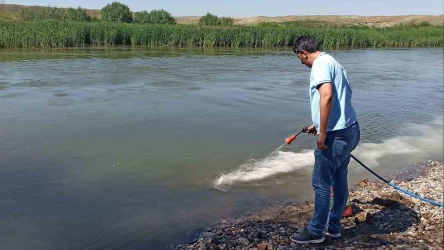 Kızılırmak'ta üvez sineği ile etkin mücadele yapılıyor