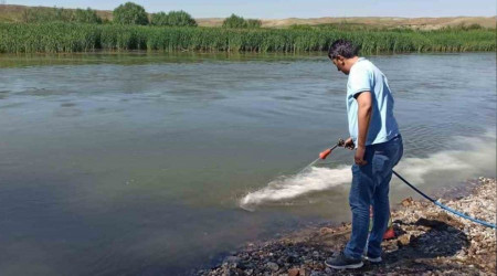 Kızılırmak'ta üvez sineği ile etkin mücadele yapılıyor