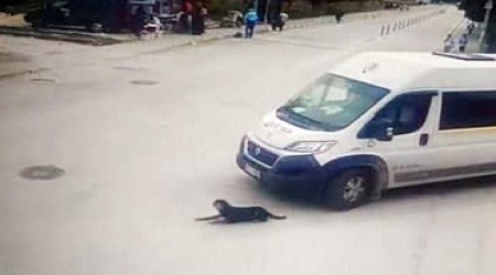 Köpeği ezen şoföre ceza üstüne ceza