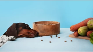 Köpeğiniz Yeterince Sağlıklı Besleniyor mu? Köpekler Ne Yer?