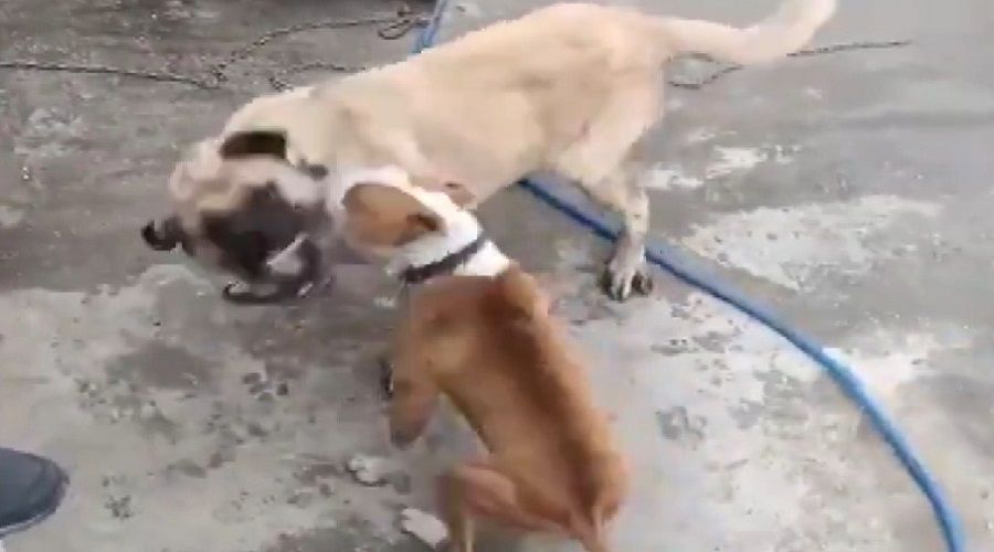 K�pek d�v��t�ren 3 ki�iye 50 bin lira ceza