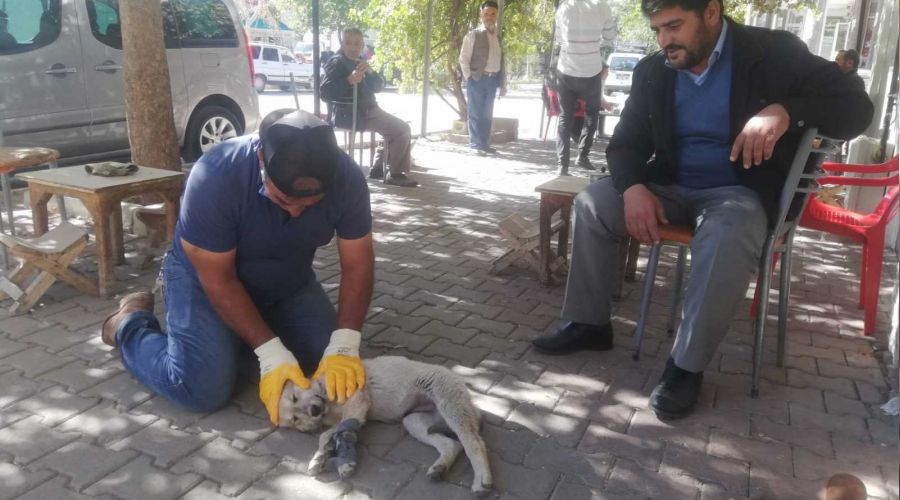 Köpek kalp masajı ile hayata tutundu