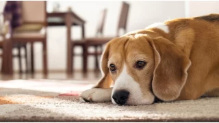 Köpeklerde Ayrılık Kaygısı: Evde Yalnız Kalma Endişesi ve Belirtileri