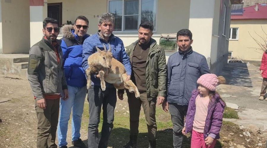 Köpeklerin saldırısından kaçan yavru yaban keçisi eve sığındı