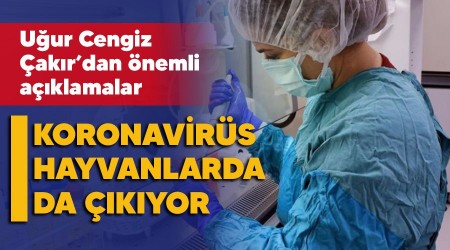 Koronavirs hayvanlarda da kyor ama onlarn uzun yllardr alar var