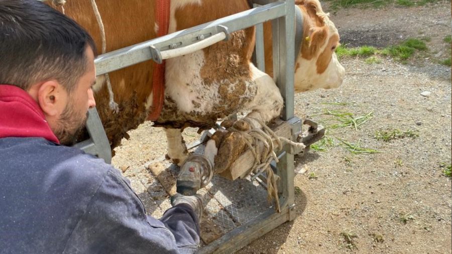 K�y k�y gezerek ineklere pedik�r yap�yorlar
