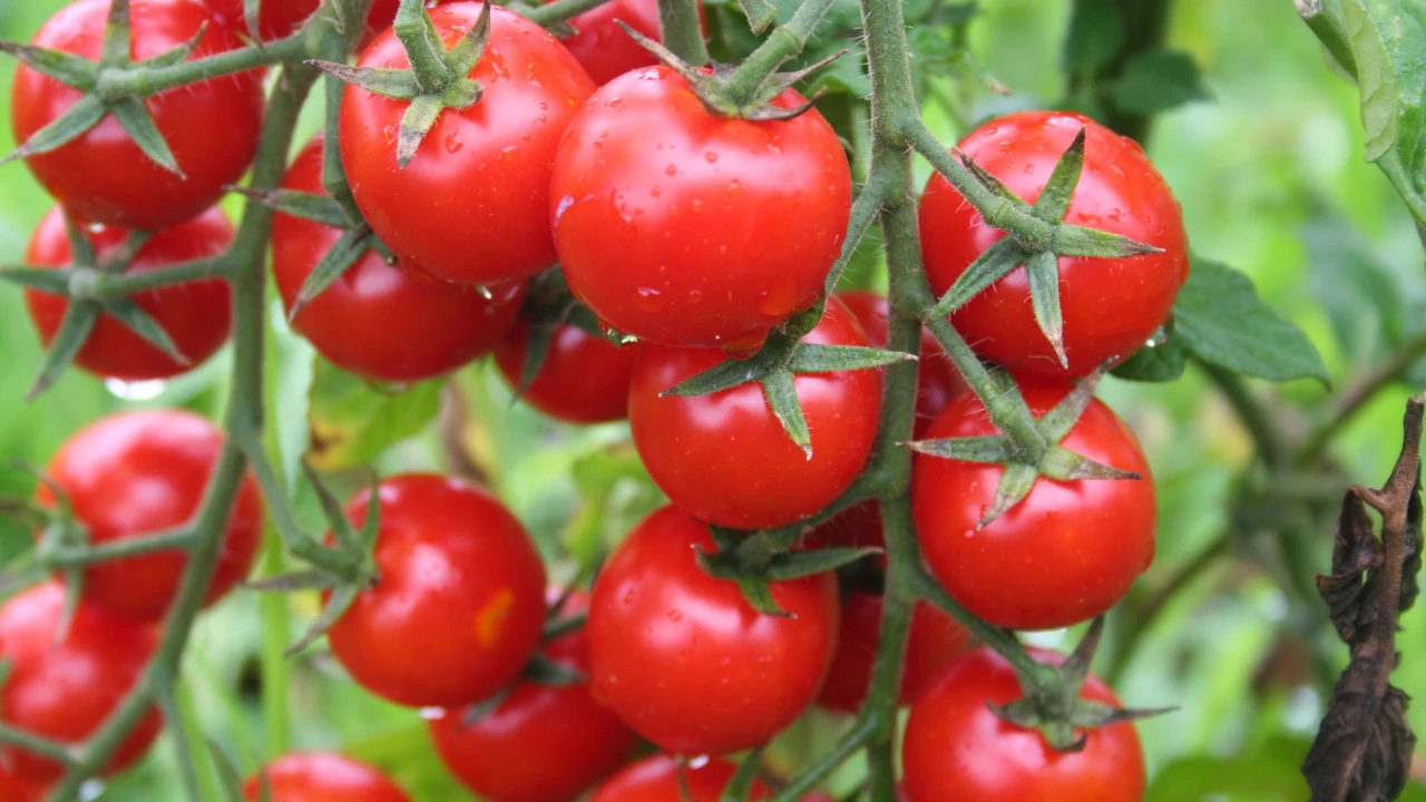 Kozaklı'da üretiliyor Hollanda'ya satılıyor