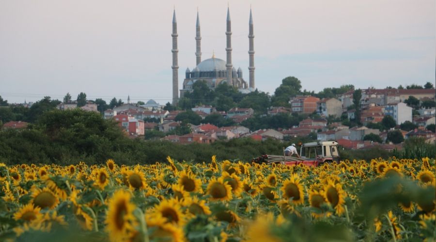 Kuraklık ayçiçeğini vurdu