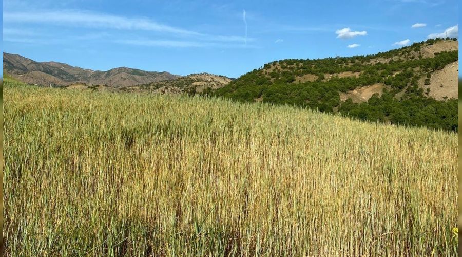 Kurakl�k, Kulplu �ift�ilerin kabusu oldu