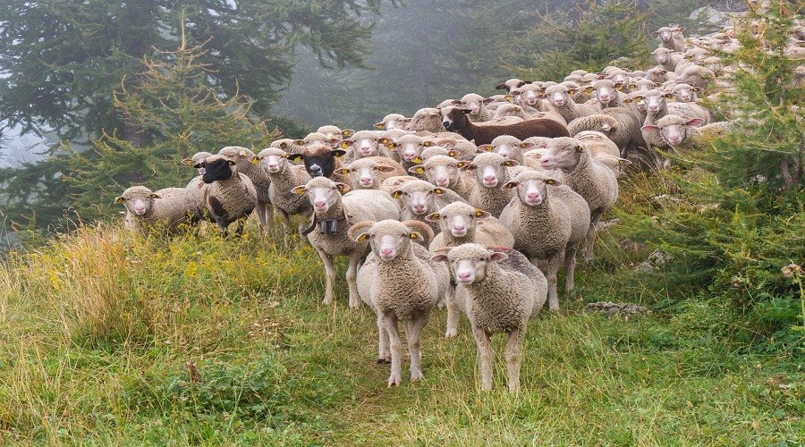 Kurban alrken nelere dikkat etmeliyiz