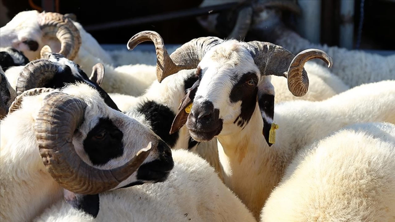 Kurban Bayram�n�n deri sekt�r�ne katk�s� b�y�k